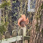 Forrest In Bosrijke Omgeving De Veluwe - Met Terras, Tuin En Fietsschuurtje Kemping Nunspeet