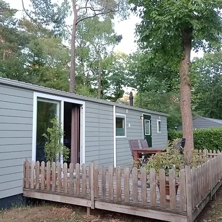 Tiny Koolmees Op De Veluwe *