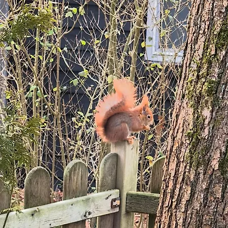 Forrest In Bosrijke Omgeving De Veluwe - Met Terras, Tuin En Fietsschuurtje Parque de Campismo Nunspeet