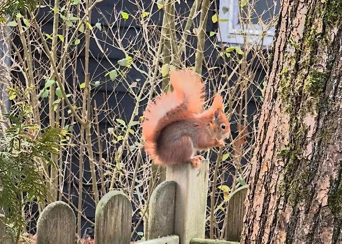 Forrest In Bosrijke Omgeving De Veluwe - Met Terras, Tuin En Fietsschuurtje אתר קמפינג נונספייט