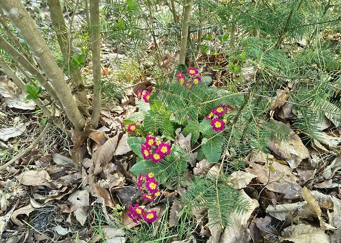 Campsite Forrest In Bosrijke Omgeving De Veluwe - Met Terras, Tuin En Fietsschuurtje Nunspeet